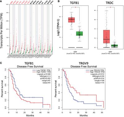 The antitumor activity of human Vγ9Vδ2 T cells is impaired by TGF-β through significant phenotype, transcriptomic and metabolic changes